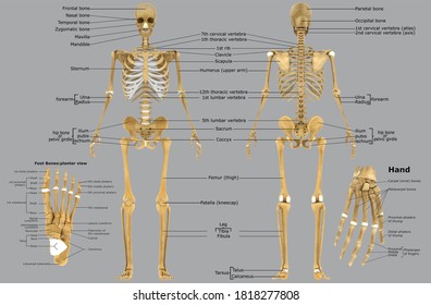 Human Skeleton Foot bones Anatomy For Medical Concept 3D Illustration