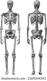 Human skeleton. Human skeleton. Foreground. Back view. Stylization. Black, grey, white. The background is transparent.