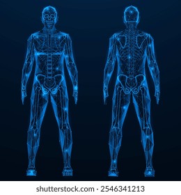 Human skeleton, front and back view. Polygonal design of lines and dots. Blue background.