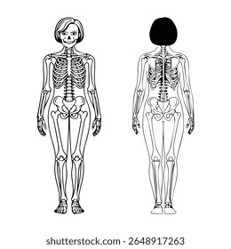 Human Skeleton Front and Back View Illustration