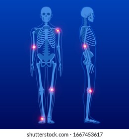 Human skeleton in front   profile  Human Skeleton Anatomy X  ray 