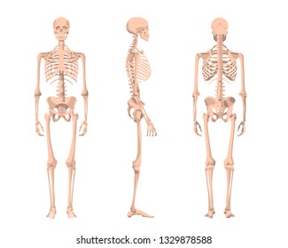 Human skeleton in front, profile and back. Vector illustration - Vector. Human anatomy