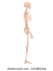 Human skeleton in front, profile and back. Vector illustration - Vector. Human anatomy. Side view.