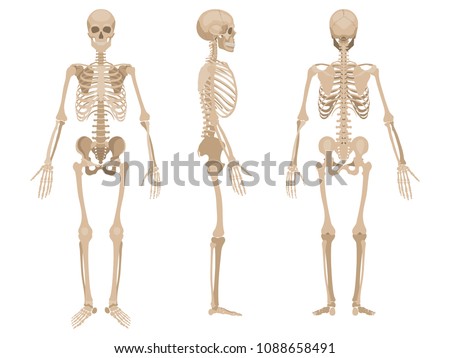 Human skeleton in front, profile and back. Vector illustration