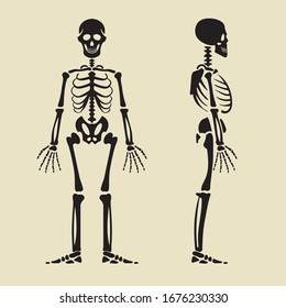 Human Skeleton Front Profile Isolated Illustrations Stock Vector ...