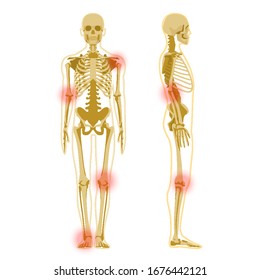 Human skeleton in front and profile isolated on white. Human Skeleton Anatomy X-ray.