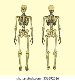 Human skeleton, front and rear view. Didactic board of anatomy of human bony system. Vector illustration. Main parts of the skeletal system. 