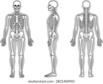 Human Skeleton in Front, Side, and Back Views, Educational Medical Vector Illustration

