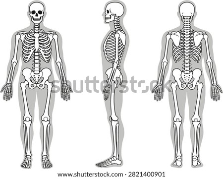 Human Skeleton in Front, Side, and Back Views, Educational Medical Vector Illustration
