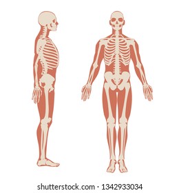 Human Skeleton Front And Side View. Men Anatomy Illustration On White Background With A Body Silhouette. Vector Illustration
