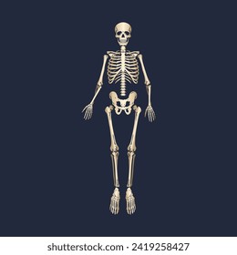 The human skeleton. Front view. Anatomy. Vector illustration isolated