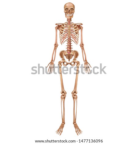 The human skeleton. Front view. Anatomy. Vector illustration isolated on a white background.