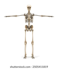 Vorderansicht des menschlichen Skeletts. Vektorgrafik