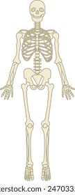 Human skeleton frontside - falt illustration 