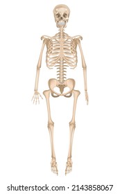 Human skeleton in full growth. Detailed anatomy. Vector illustration