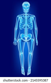 Human skeleton in full growth standing, on a blue background. Bones with neon glow. Futuristic drawing .Vector illustration