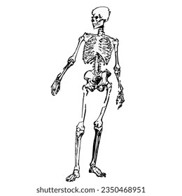 Human skeleton. Graphic black and white image. Vector.