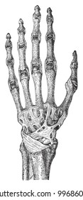 Human skeleton hand with bones and muscles / vintage illustration from Meyers Konversations-Lexikon 1897