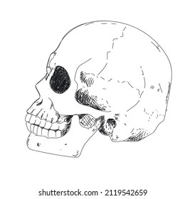 Human skeleton hand drawing. Human skull in profile