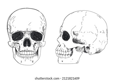 Human skeleton hand drawing. Human skull set