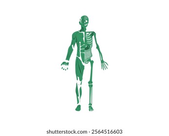 Human Skeleton Hand Drawn Vector Illustrations Set. Part of Human Skeleton. Hand Drawn Human Skeleton Vector Set - Detailed Illustrations of Bones and Anatomy