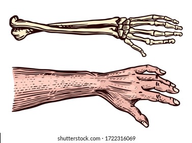Human and Skeleton hands. Bony arm. Drawn engraved monochrome vintage biology sketch. Vector illustration for medicine poster or banners.