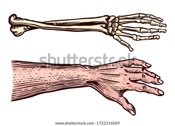 人間と骸骨の手 骨ばった腕 彫刻されたモノクロビンテージ生物学のスケッチ 薬のポスターやバナーのベクターイラスト のベクター画像素材 ロイヤリティフリー