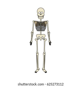 human skeleton icon image 