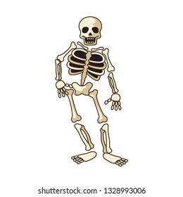 human skeleton icon isolated on white background. vector illustration