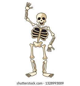 human skeleton icon isolated on white background. vector illustration