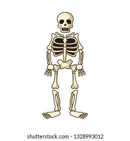 human skeleton icon isolated on white background. vector illustration