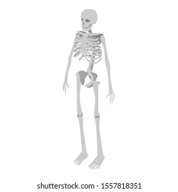 Human skeleton icon. Isometric of human skeleton vector icon for web design isolated on white background