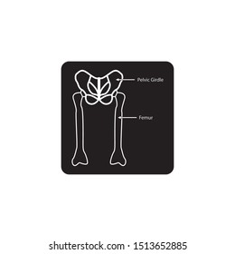 Human skeleton icon and symbol vector illustration