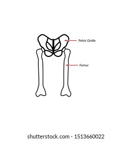 Human skeleton icon and symbol vector illustration