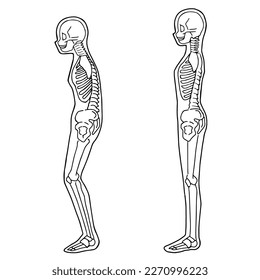 Human skeleton illustration Full body view from the side