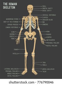 Human skeleton image. Vector illustration isolated on a dark grey background useful for creating medical and scientific materials. Anatomy, medicine and biology concept.