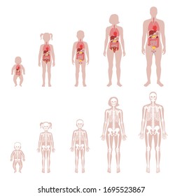 Human skeleton and internal organs of different ages anatomy front view. Man, woman, newborn, girl and boy, children vector isolated flat illustration. Medical, educational or science banner
