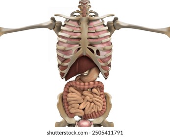 Human skeleton and internal organs. Vector illustration.