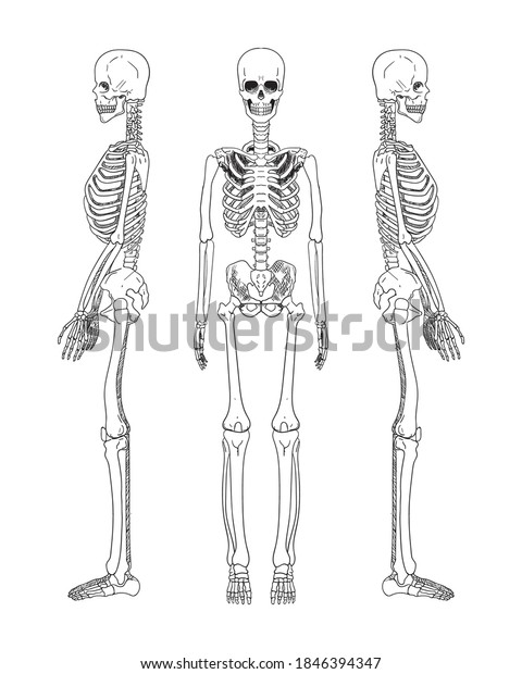 Human Skeleton Isolate D On White Stock Vector (Royalty Free ...