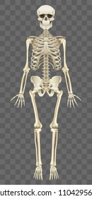 Human skeleton isolated on white photo-realistic vector illustration