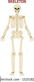 Human skeleton isolated on white background