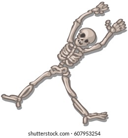 Human skeleton isolated on white background. Vector cartoon close-up illustration.
