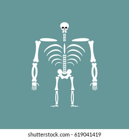 Human skeleton isolated. Skull and Bones. Spine and ribs