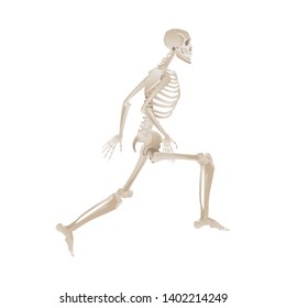 Human skeleton jumping mid-air while running, anatomy of bones while jogging - vector illustration isolated on white background