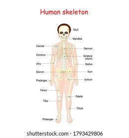 Human skeleton for kids. poster with anterior view. didactic board for anatomy of bony system. Vector illustration for educational use