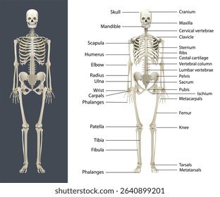 Human Skeleton with labels, Printable human skeleton diagram	
