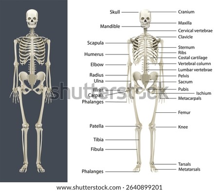 Human Skeleton with labels, Printable human skeleton diagram	
