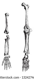 Human skeleton, limbs, vintage engraved illustration. from Zoology Elements from Paul Gervais.
