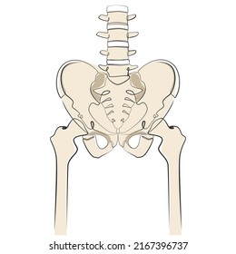 Arte de esqueleto humano sobre fondo blanco aislado. Ilustración vectorial de la columna vertebral, el hueso pélvico y las piernas 