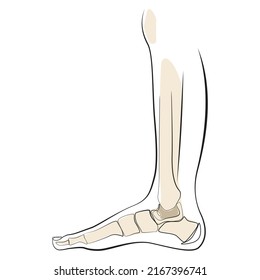Human skeleton line art on white isolated background. Bones of the foot and shin of the leg vector illustration